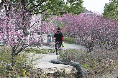 暗香浮动喜迎春