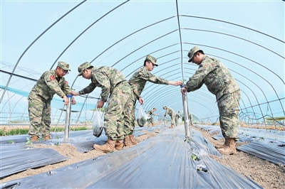 蔬菜移栽 民兵帮忙
