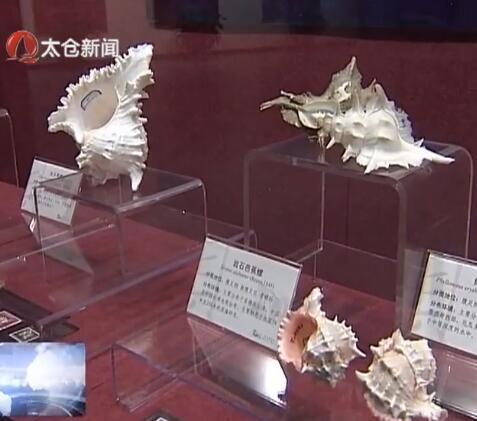“邮票上的贝壳”科普展亮相博物馆