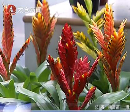 现代农业园引种凤梨花