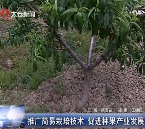 推广简易栽培技术 促进林果产业发展