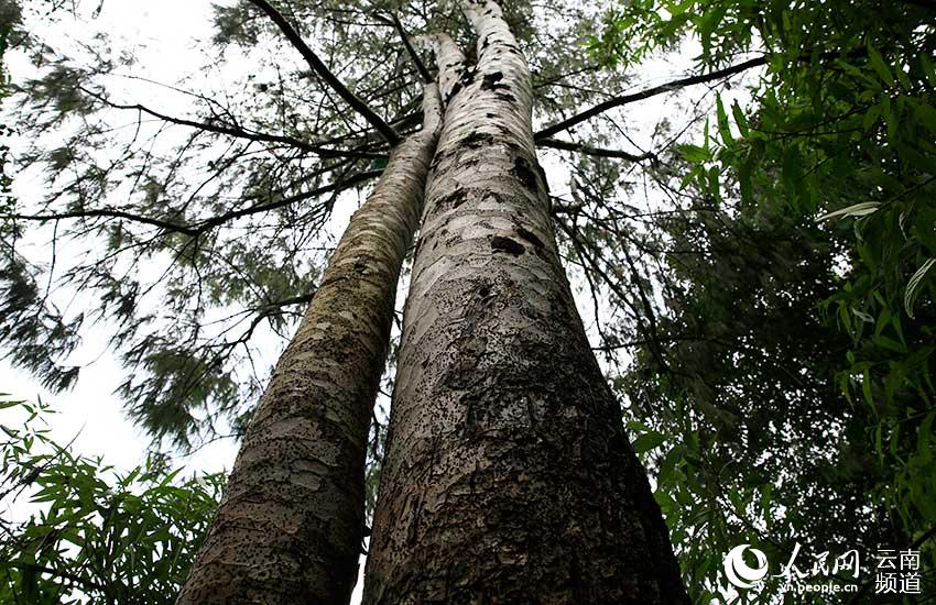 野生巧家五针松。闫科任摄