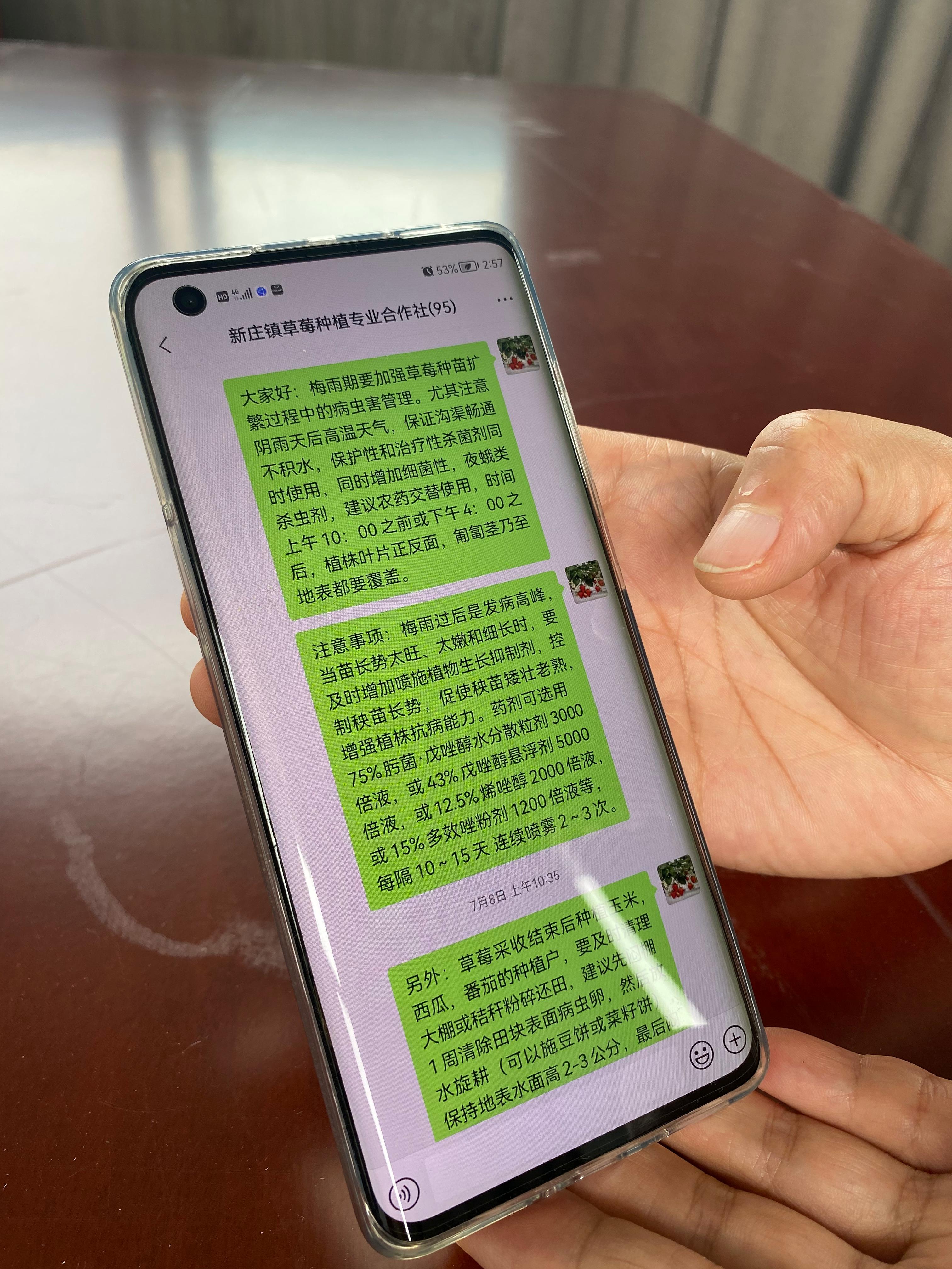 于红梅为新庄镇草莓种植户建立了一个微信群，农户可在群中向她提问，于红梅也会在群中发送草莓种植注意事项。