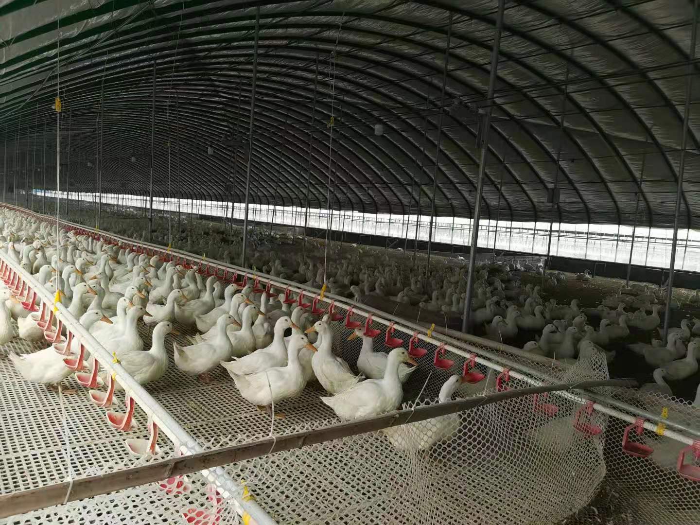 赵伟指导沛县肉鸭养殖户建造的标准化鸭舍。