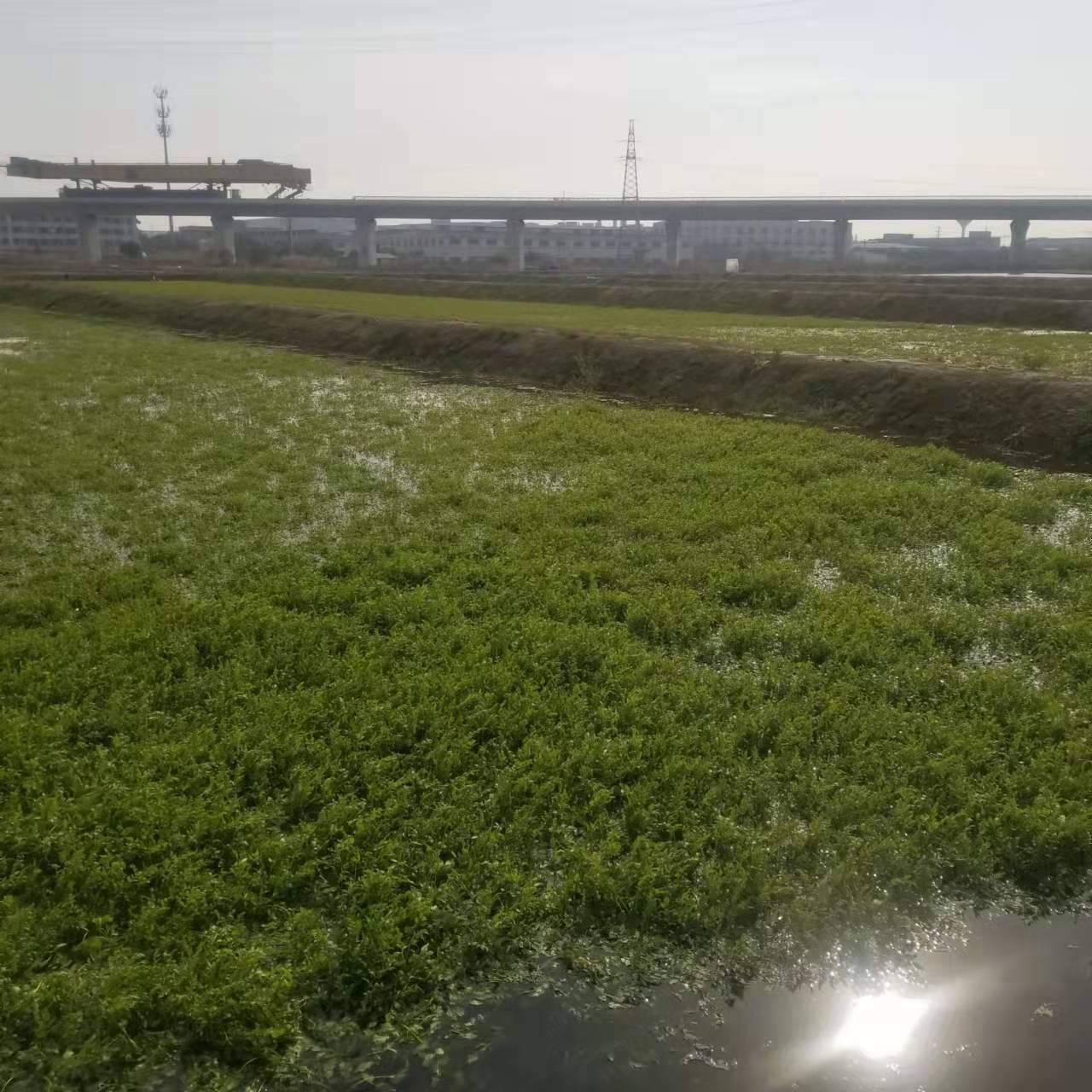 谢学平承包的水芹田里的芹菜