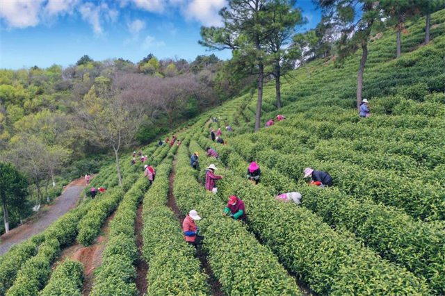 茶农在茶园采摘茶叶