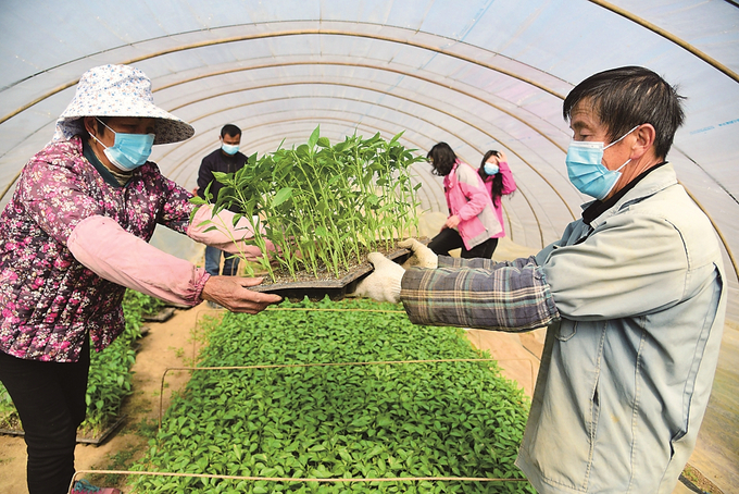 镇江市蔬菜研究所近日组织农业科技人员在做好疫情防控的同时，不误农时抢抓春耕生产，为各个农业生产基地的菜农提供辣椒、茄子、黄瓜等优质蔬菜种苗。 石玉成 摄 （视觉江苏网供图）