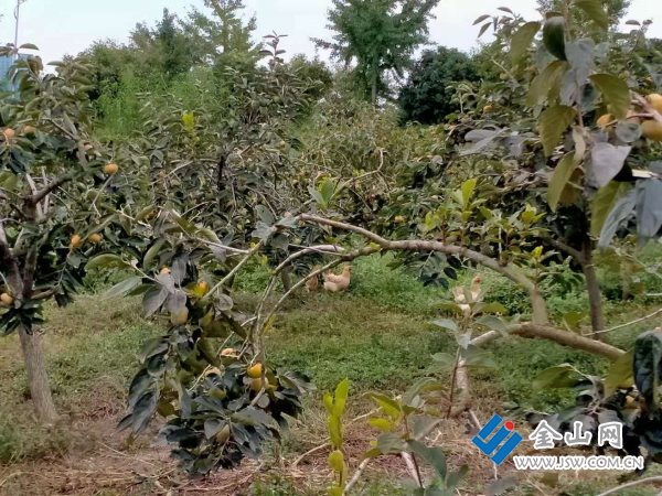 图片 4