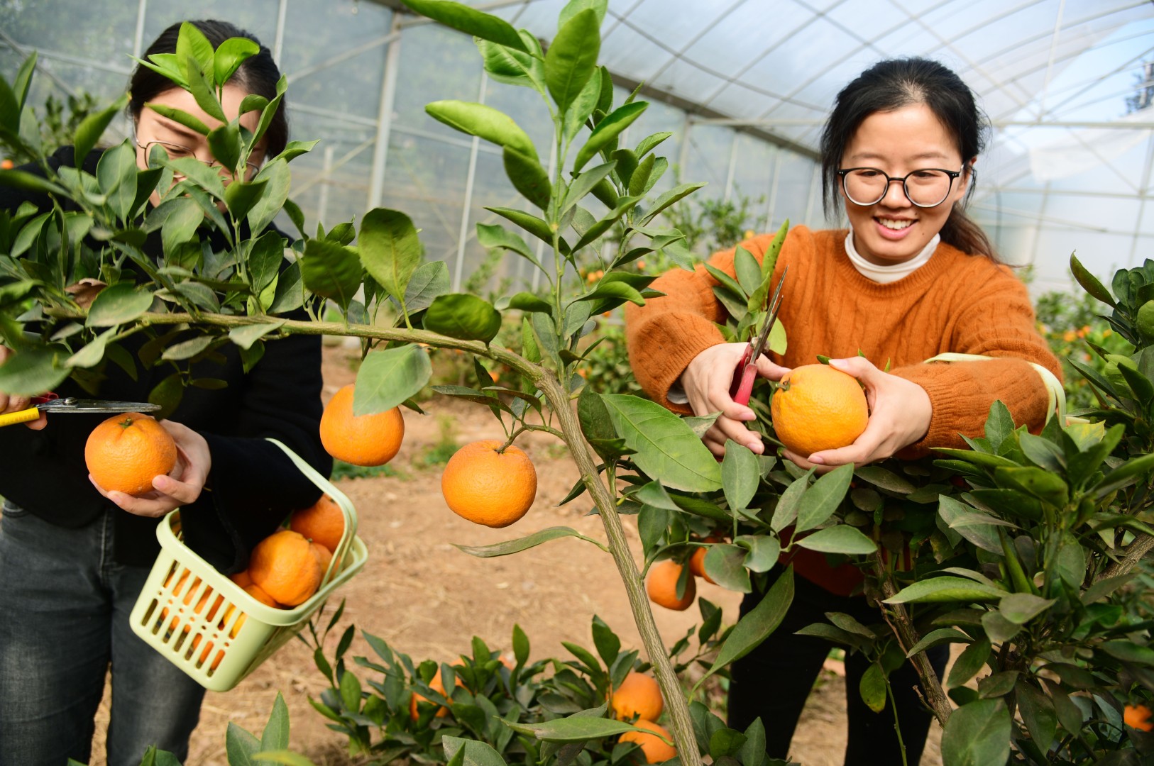 2022年11月16日，镇江市回龙社区，市民正在果园里采摘成熟的橘子。目前，回龙社区果园里栽种的橘子进入采收期，吸引市民前来采摘成熟的橘子，感受收获的喜悦。 石玉成 摄 视觉江苏网供图