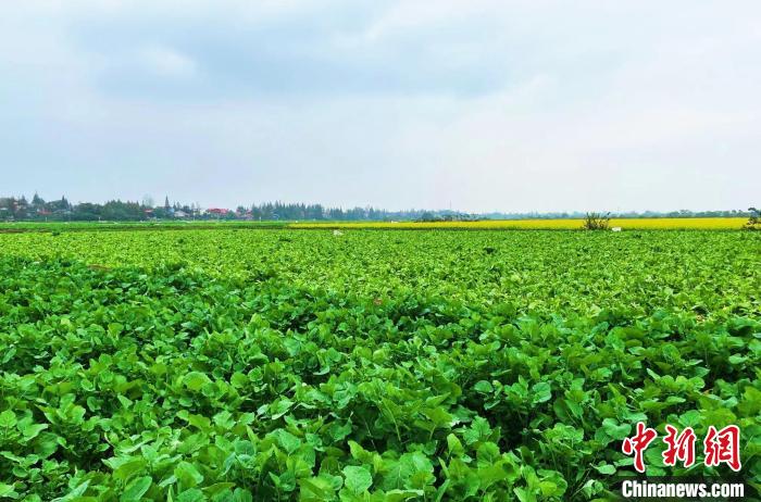 南县油菜种植面积58万亩，其中“多用”油菜新品1.2万亩。　宋梅 摄