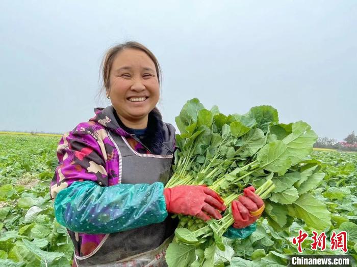 农户在油菜地里采摘油菜菜薹。　宋梅 摄