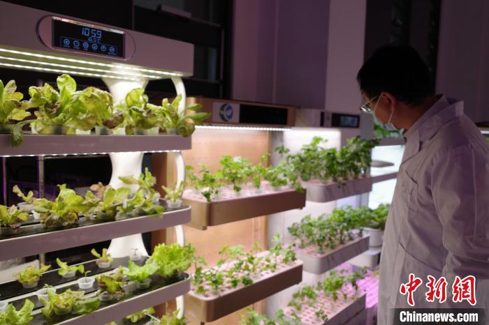 戚智勇在植物工厂实验室。　王鹏 摄