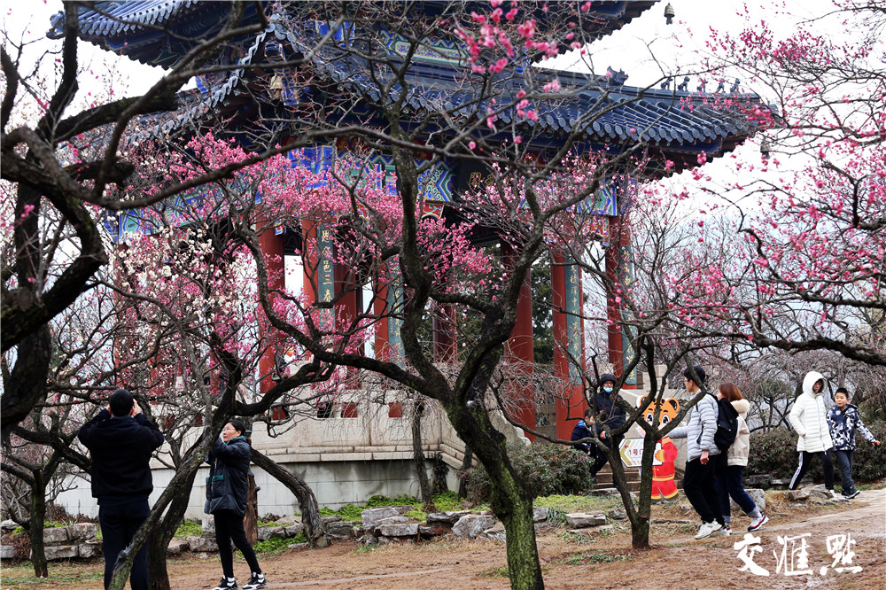 南京梅花山。交汇点资料图