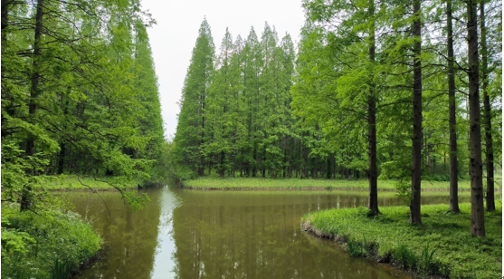 黄海森林公园中的水杉林