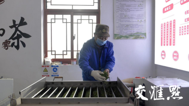 大竹园村云雾茶专业合作社，茶农使用理条机加工茶叶