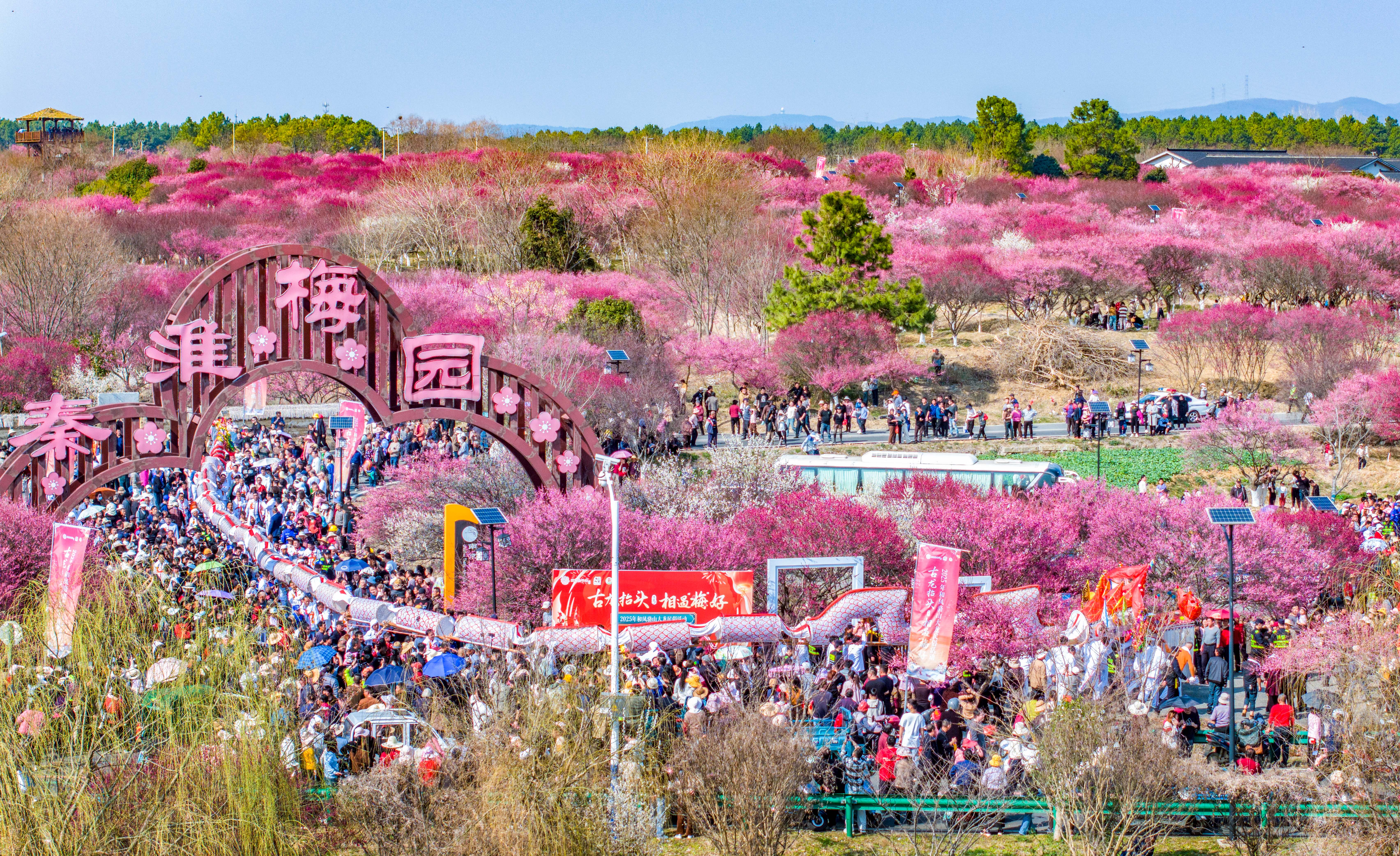 3月1日,溧水区和凤镇秦淮梅园热闹非凡,当地国家级非物质文化遗产代表性项目骆山大龙正巡演梅园,场面壮观。通讯员 朱红生 南京日报/紫金山新闻记者 戚珂嘉 摄