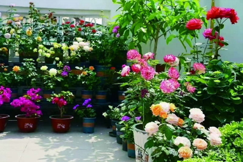 居民庭院里的月季花。受访者供图