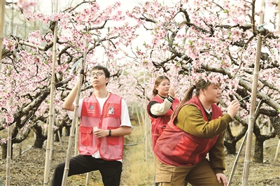 志愿服务 助农增收