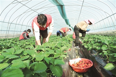 海棠先锋 助力增收
