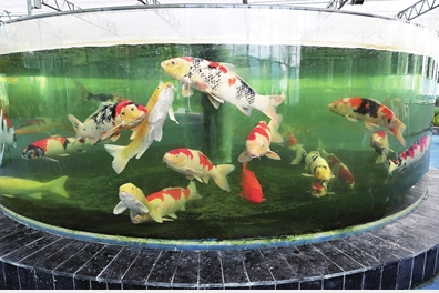 锦鲤园提档升级
