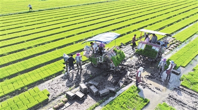 夏种开启