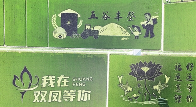 稻田画 乡村美